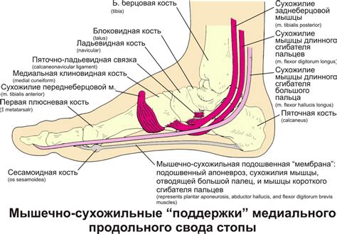 Взаимосвязь физической и умственной нагрузки с ощущениями в верхней части ног