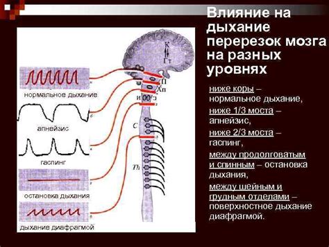 Взаимосвязь эмоционального состояния и работы дыхательной системы