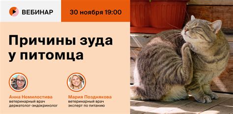 Взгляд на причины зуда у питомца: первые шаги в поиске ответов