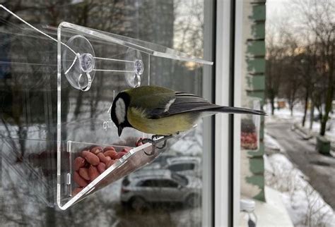 Взгляд птиц: окна как продолжение природы