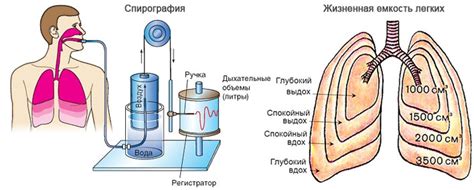 Виды искусственного дыхания: основные различия и эффективность