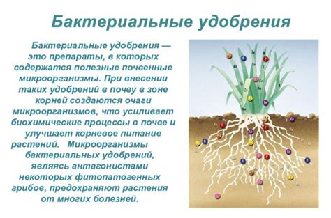 Виды удобрений и их эффекты