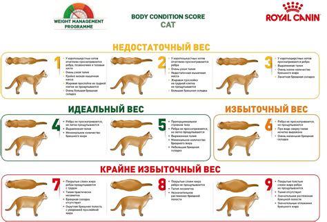Визуальная оценка состояния лимфоузлов у собак: информация для хозяев