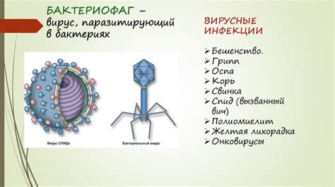 Вирусы и бактерии: особенности и отличительные признаки