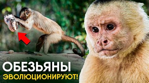 Вклад и важность обезьяны в ходе событий "Монарх Льва"