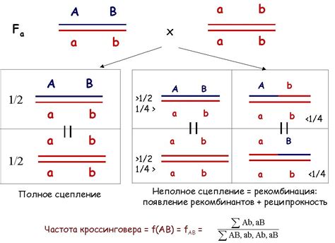 Вклад кроссинговера в образование генетического разнообразия