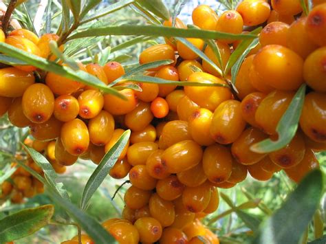 Вкусовые особенности созревших плодов облепихи