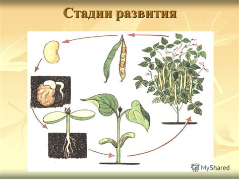 Влияние атмосферных условий на появление и рост киля на капусте