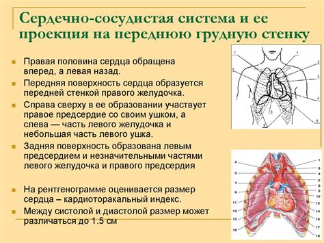 Влияние валериановой настойки на функционирование сердечно-сосудистой системы