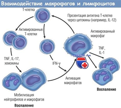 Влияние воспаления на активность макрофагов