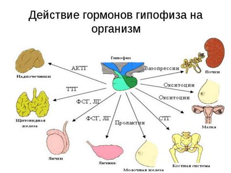 Влияние глобулина связывающего пол гормоны на организм