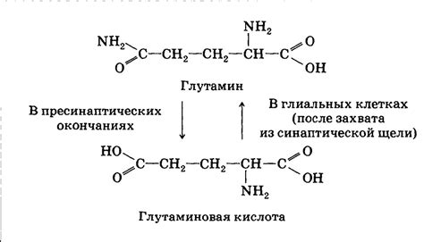 Влияние глутаминовой кислоты на состояние мышц