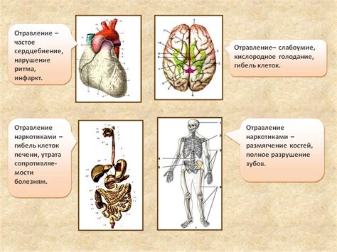 Влияние головушки рьяны на организм