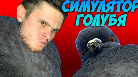 Влияние голубя на жизнь людей, проживающих в доме