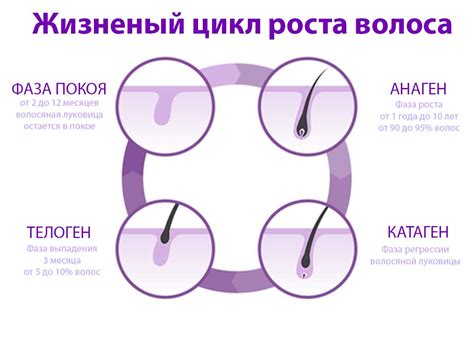 Влияние гормонального фона на активацию процесса роста волос у женщин