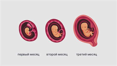 Влияние гормонального фона на формирование узкого плода
