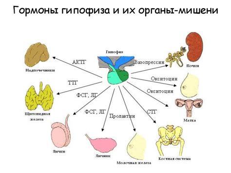 Влияние гормона ТТГ на функцию репродуктивной системы у женщин