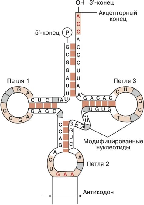 Влияние изменений нуклеотидов на функциональность ИРНК