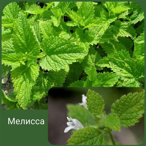 Влияние котовника и мелиссы на организм человека