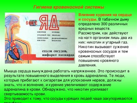 Влияние кровяного давления на питание и функционирование органов