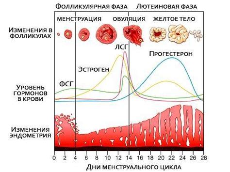 Влияние менструационного цикла на показатели гликозилированного гемоглобина