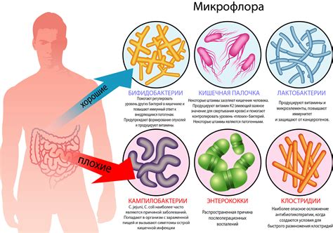 Влияние микрофлоры на организм: что нужно знать