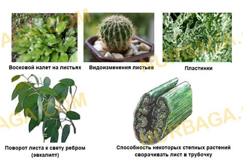 Влияние направления освещения на рост мха