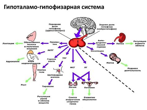 Влияние нарушений в гормональной системе на возникновение крови во время рвоты