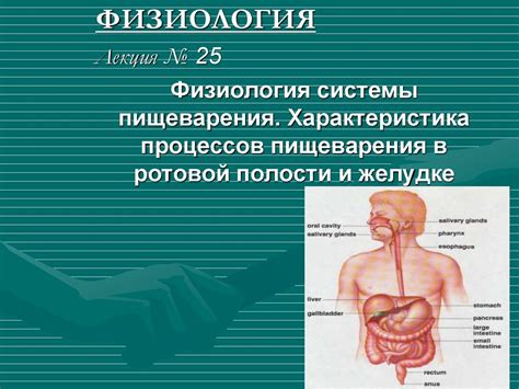 Влияние нарушений в работе желудочного пищеварения