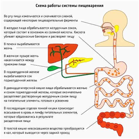 Влияние нарушений функции прямой кишки на эффективность пищеварительного процесса