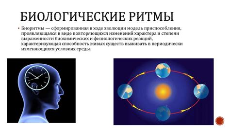 Влияние нарушения биологических ритмов на содержание сновидений