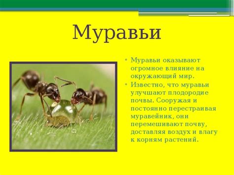 Влияние насекомых на плодородие растений и способы преодоления данной проблемы