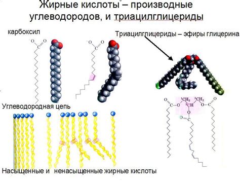 Влияние насыщенных и несахаридных кислот на структуру жировой молекулы