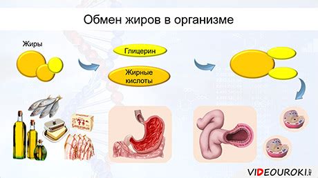 Влияние на обменные процессы в организме