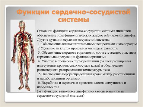 Влияние на состояние сердечно-сосудистой системы и иммунитет