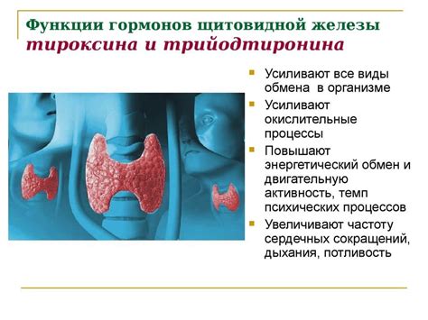 Влияние недостаточного уровня гормона щитовидной железы на её функционирование