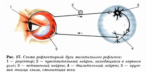 Влияние отсутствия мигательного рефлекса на функционирование глаз