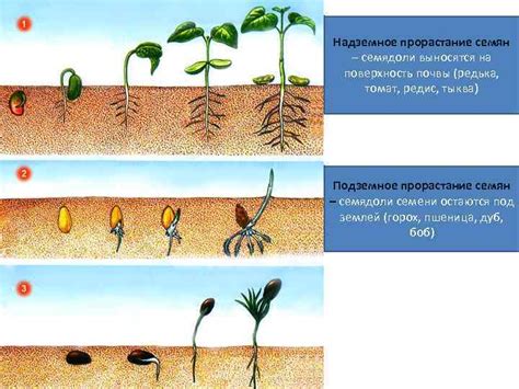 Влияние пасынков на рост и формирование плодов у культуры арбуза