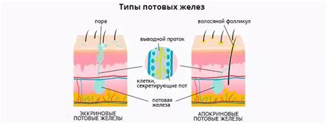 Влияние питания на активность потовых желез