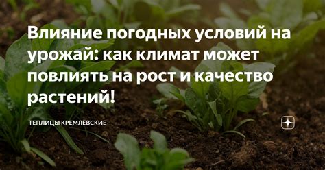 Влияние погодных условий на гниение плодов