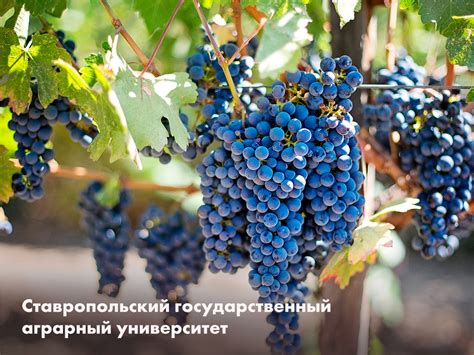 Влияние подкармливания на будущую урожайность винограда