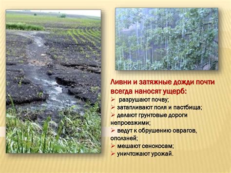 Влияние привычек и условий обитания на предпочтения голубей