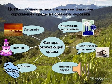 Влияние природных факторов на появление оттенков красного и золотистого в лесной природе