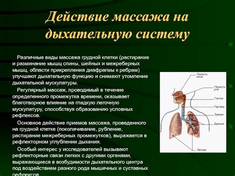 Влияние работы дыхательной мускулатуры на эффективность обмена газами