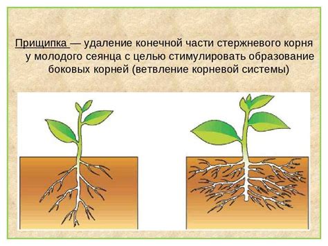 Влияние размера горшка на развитие корневой системы томатных растений