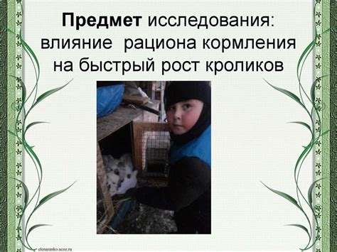 Влияние рациона на рост и развитие маленьких котят