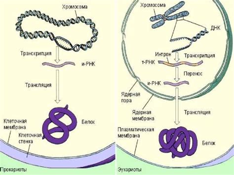 Влияние связывания апобелков с углеводным компонентом на структуру и функции белка