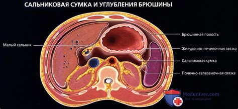 Влияние сжатия брюшной полости на правильную осанку