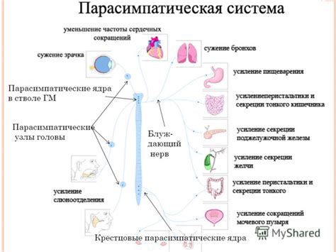 Влияние стресса и нервной системы на состояние микрофлоры женских органов