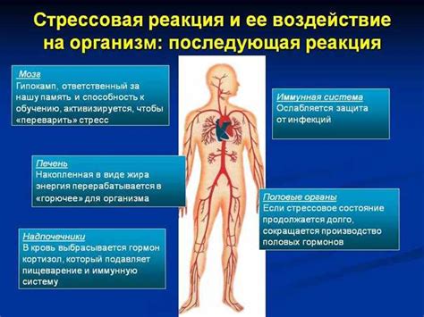 Влияние стресса на усиление выделения пота и эффективные способы справиться с этим
